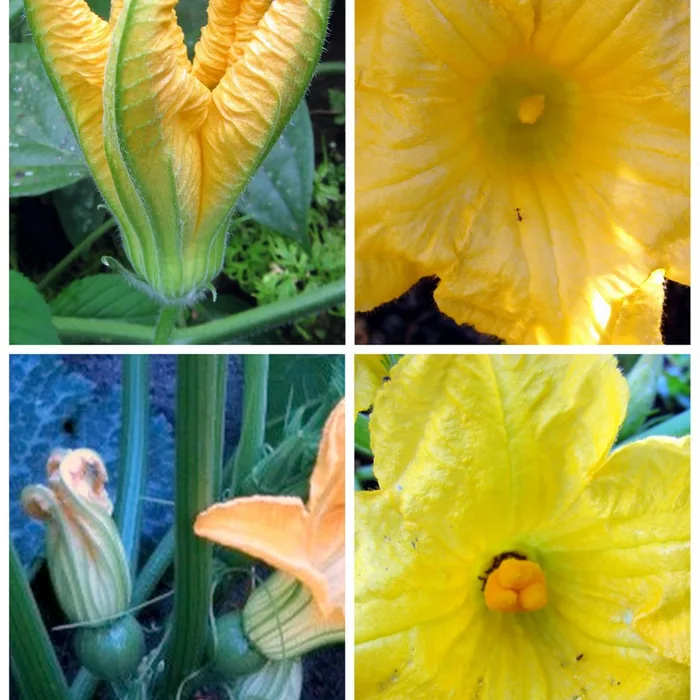 Fried Zucchini Flowers